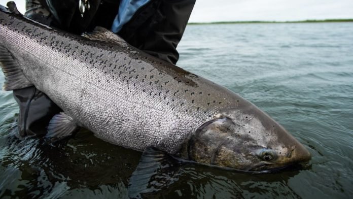 Salmon Fish in Tamil