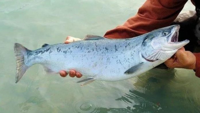 Salmon Fish in Marathi